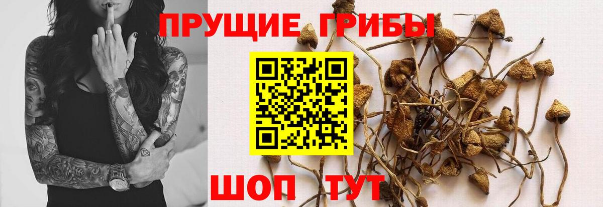 Галлюциногенные грибы мицелий Похвистнево